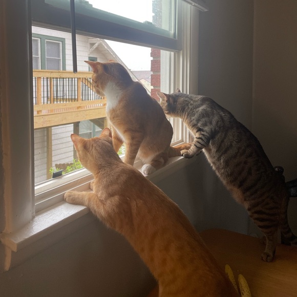 🎸 Meet the Posher ⛓️ - Picture 3 of 4